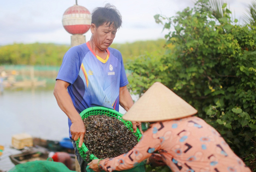 Kiếm tiền triệu mỗi ngày nhờ săn loài vật sống dưới đáy đầm Thị Nại - 3 Kiếm tiền triệu mỗi ngày nhờ săn loài vật sống dưới đáy đầm Thị Nại - 3