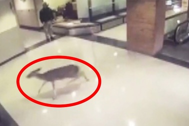 Choáng cảnh con nai bị thương tự tới bệnh viện