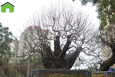 Hà Nội xuất hiện gốc đào "khủng" có giá cho thuê 100 triệu đồng dịp Tết