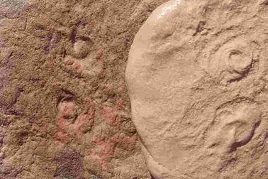 Sinh vật biển cổ đại ở Australia được đặt theo tên cựu Tổng thống Mỹ