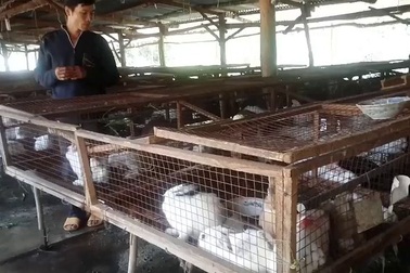 Thoát nghèo, thu nhập hàng trăm triệu đồng/năm nhờ nuôi thỏ