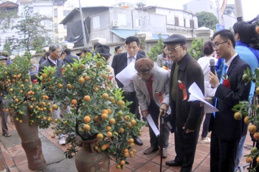 Quất cảnh Tứ Liên “đọ sắc”