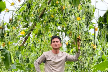 Nông dân ứa nước mắt nhìn 12.000 cây bí xanh sắp thu hoạch bị cắt gốc