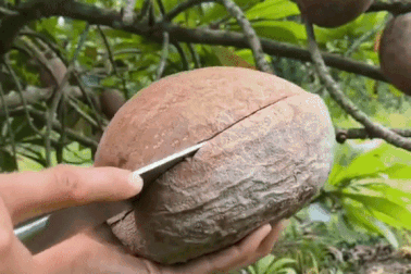 Kinh ngạc với giống hồng xiêm ruột đỏ, quả nặng hơn 2 kg