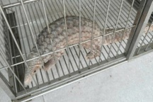 Nam thanh niên bỏ tiền chuộc động vật hoang dã quý hiếm đang bị rao bán