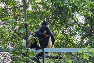 Voọc quần đùi trắng sinh cá thể đầu tiên tại di sản thế giới Tràng An