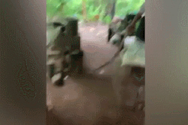 Nữ sinh dũng cảm bắt rắn "khủng" bò vào nhà