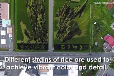 Những cánh đồng lúa “chất chơi” của nông dân Nhật Bản