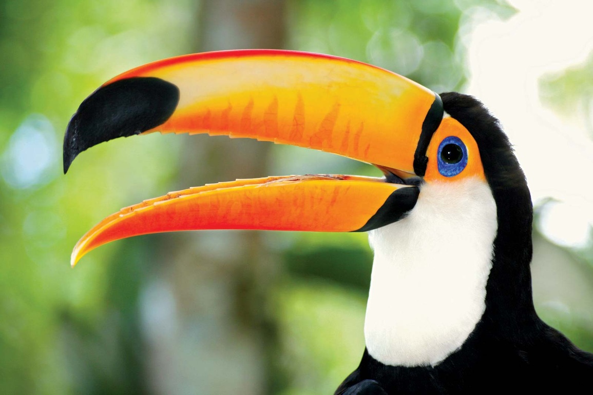 Vẻ đẹp của loài chim Toucan - 1