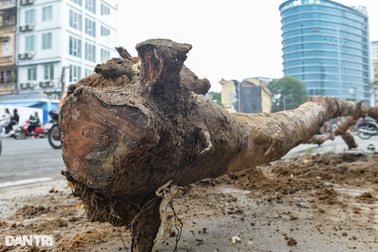 Hà Nội: Nhổ bỏ hàng loạt cây xanh chết khô trên tuyến đường 340 tỷ đồng