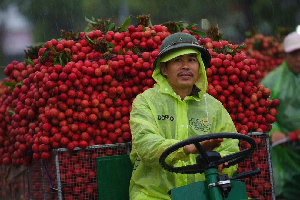 Cảnh tắc đường dài vài ki-lô-mét mùa vải thiều Lục Ngạn chín rộ ở Bắc Ninh - 2 Cảnh tắc đường dài vài ki-lô-mét mùa vải thiều Lục Ngạn chín rộ ở Bắc Ninh - 2