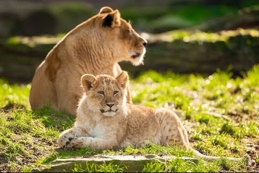 Tham quan vườn thú ở Bỉ