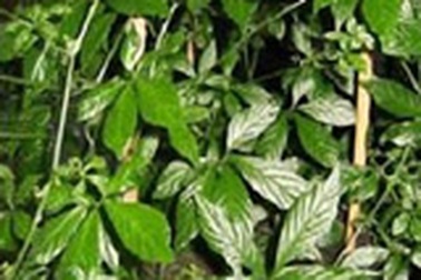 Phép mầu Giảo cổ lam