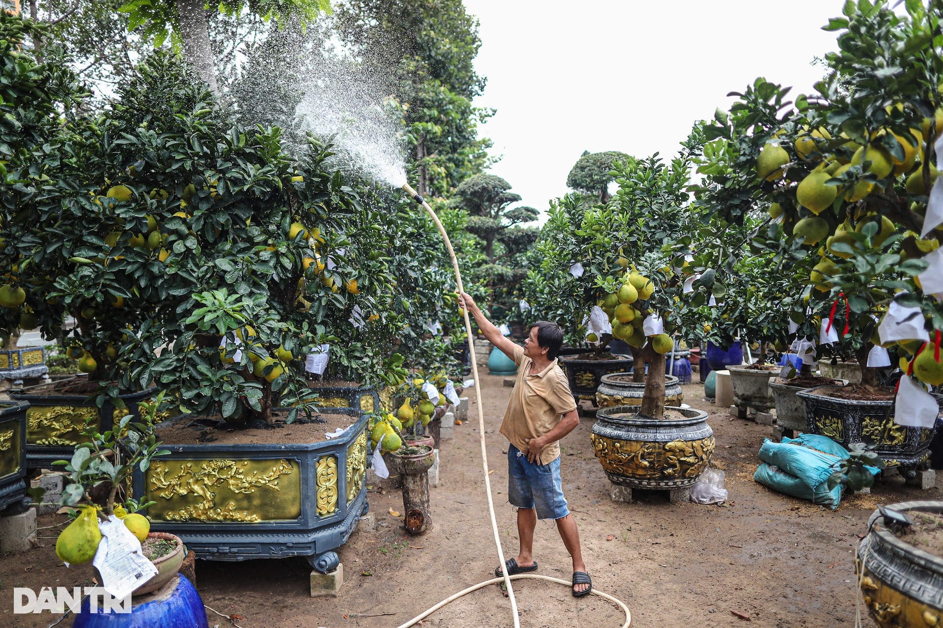 Bưởi Diễn chưng Tết giá 100 triệu bày bán sớm ở TPHCM - 1 Bưởi Diễn chưng Tết giá 100 triệu bày bán sớm ở TPHCM - 1