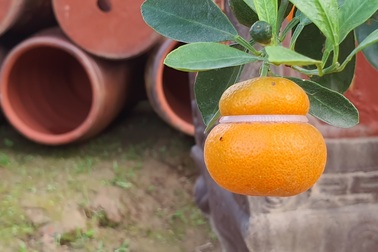 Quất hồ lô siêu “độc”, mới thử nghiệm đã bán cả nghìn cây