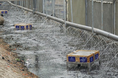 Xem "màn trình diễn" biến bùn thành CO2 và nước trên sông Tô Lịch