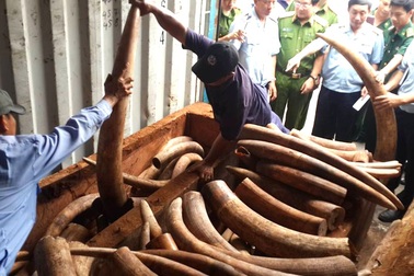 Hơn 2 tấn ngà bắt giữ tại cảng Cát Lái là ngà voi châu Phi