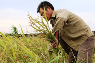 Người dân hối hả gặt lúa chạy bão