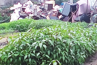 Rau đay cạnh bãi rác nhiễm vi khuẩn gây hại vượt mức