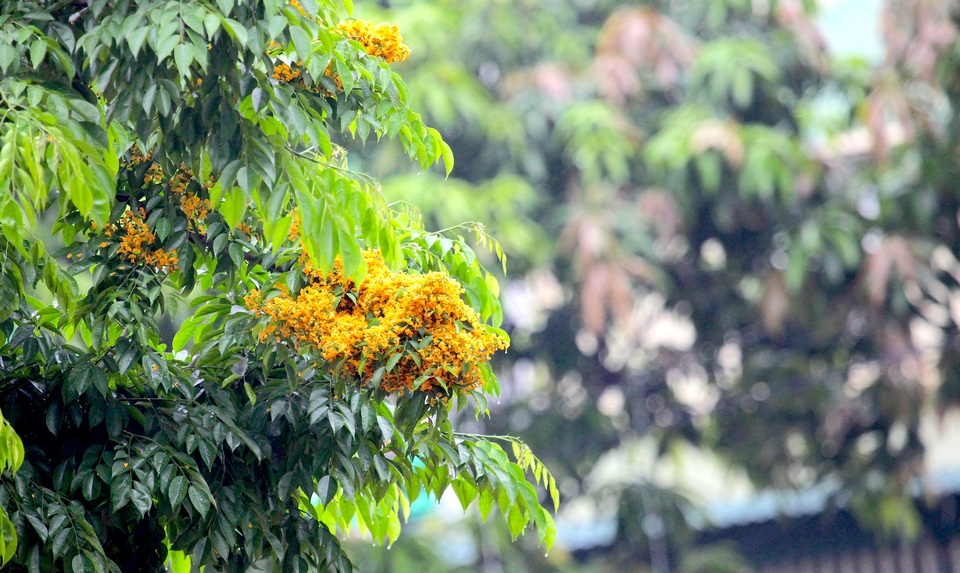 Mùa hoa Giáng Hương rực rỡ thành Vinh - 10 Mùa hoa Giáng Hương rực rỡ thành Vinh - 10