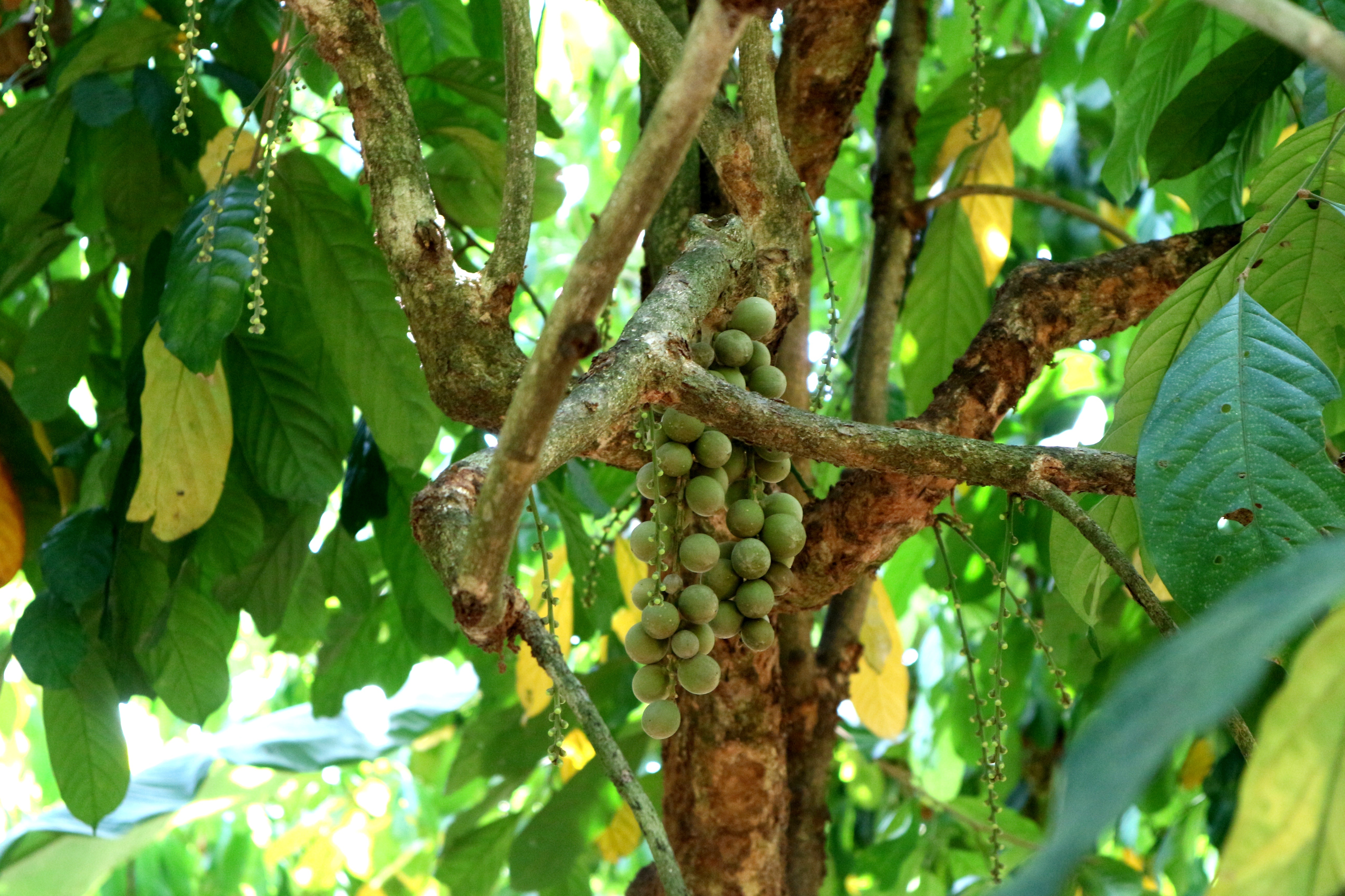 Chính vụ thu hoạch nhưng trái bòn bon gần như mất trắng - 3