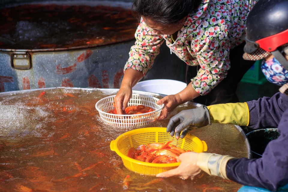 Hà Nội: Nhộn nhịp chợ phương tiện tiễn Táo quân về trời - 4 Hà Nội: Nhộn nhịp chợ phương tiện tiễn Táo quân về trời - 4