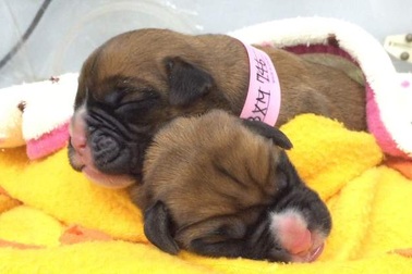 Chi hơn 2 tỷ để “nhân bản” chó cưng đã chết