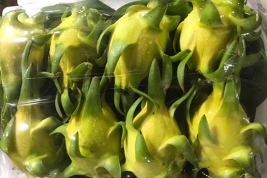 Giải mã "cơn sốt" thanh long vàng ruột như thạch dừa, thơm mùi nhãn