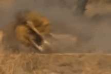 Cái kết bi thảm của báo săn khi bị sư tử âm thầm mai phục