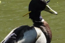 Giải cứu chú vịt sau 3 tháng sống với mũi tên xuyên qua đầu