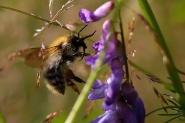 Thuốc trừ sâu gây tổn hại cho não của ong như thế nào?