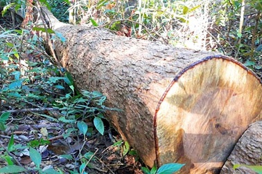 Bắt tạm giam đối tượng cầm đầu nhóm “lâm tặc” dùng súng cướp tang vật, phá rừng