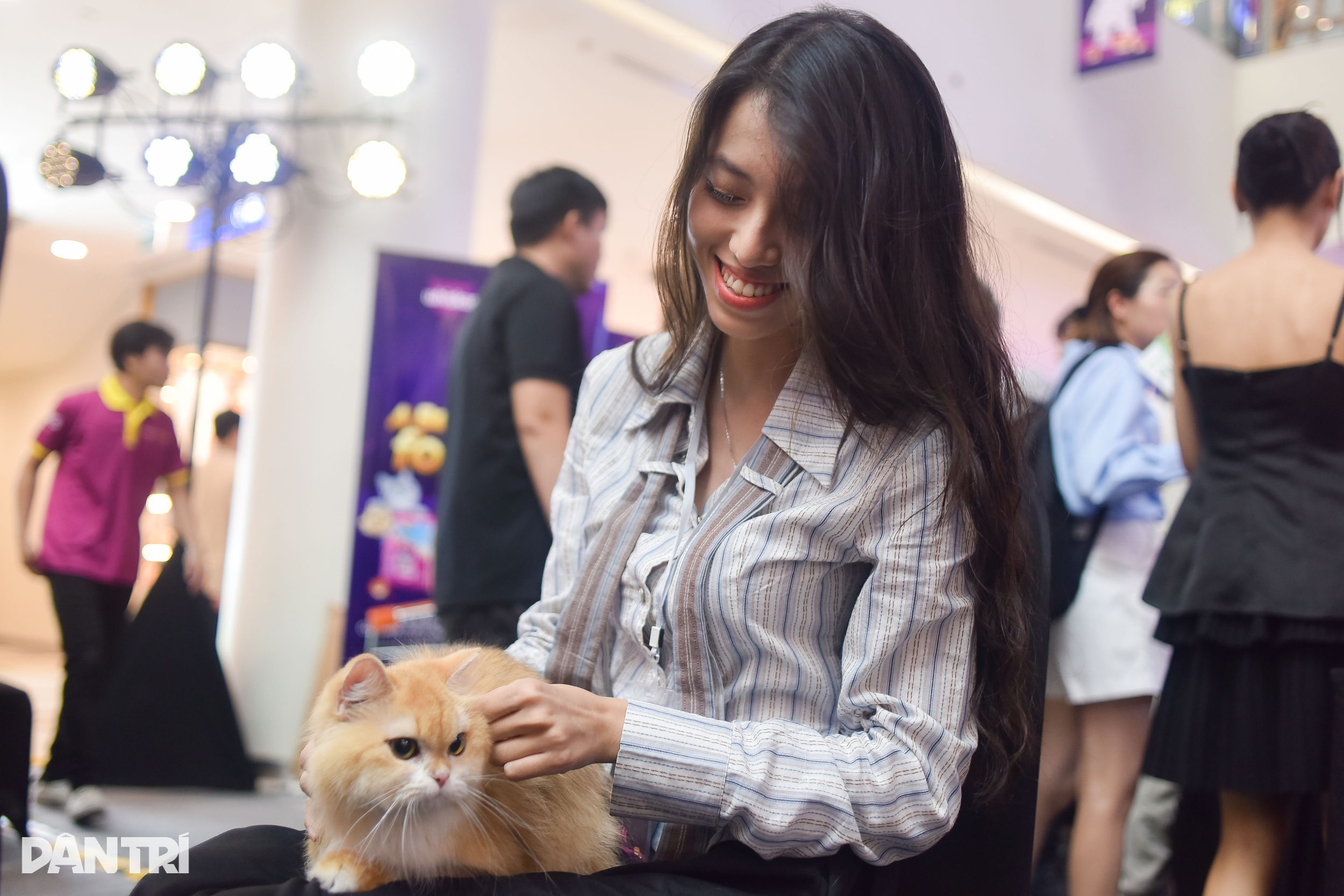 ویتنامی بلی نے جنوب مشرقی ایشیائی بلیوں کی خوبصورتی کا مقابلہ جیت لیا - 10 Mèo Việt Nam thắng giải cuộc thi sắc đẹp mèo Đông Nam Á - 10