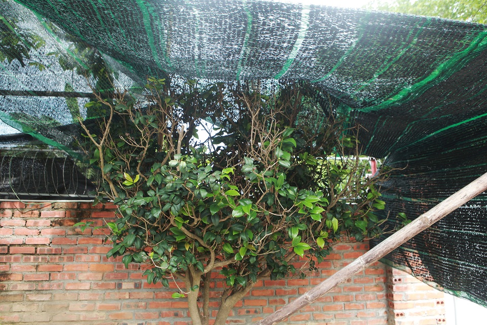 Đã mắt với những cây trà cổ thụ tiền tỷ của “ông vua trà” Việt Nam - 6 Đã mắt với những cây trà cổ thụ tiền tỷ của “ông vua trà” Việt Nam - 6