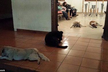 Đàn chó hoang bất ngờ đến viếng tang người từng cho chúng ăn