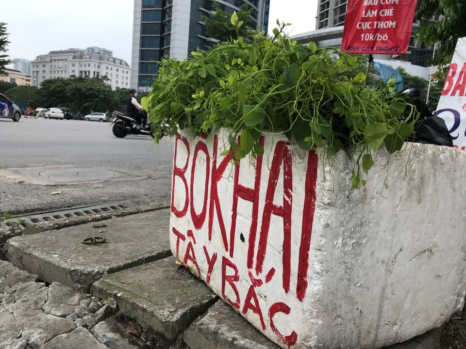 Rau dại bờ bụi miền Tây đi chuyên cơ ra Hà Nội thành đặc sản hạng sang - 4 Rau dại bờ bụi miền Tây đi chuyên cơ ra Hà Nội thành đặc sản hạng sang - 4