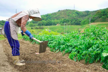 Nghề nông tại Nhật Bản phát triển do dịch Covid-19 kéo dài