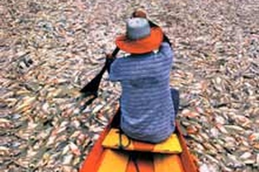 Sông Amazone trơ... cá