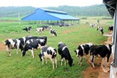 Sữa tươi Việt Nam: Chủ động nâng cao chất lượng