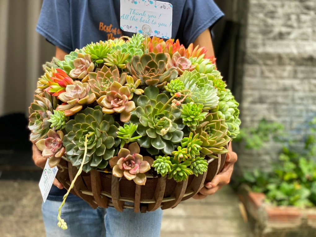 Nhổ sen đá cắm thành bình hoa khủng, giá tiền triệu vẫn hút khách - 5 Nhổ sen đá cắm thành bình hoa khủng, giá tiền triệu vẫn hút khách - 5