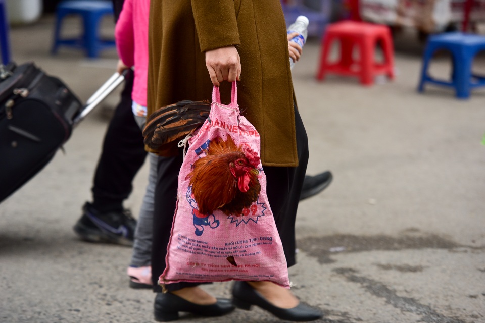 Người dân mang gà, vịt trở lại thủ đô sau kỳ nghỉ Tết Nguyên đán - 6 Người dân mang gà, vịt trở lại thủ đô sau kỳ nghỉ Tết Nguyên đán - 6