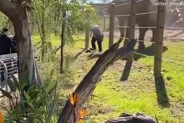 Voi tức giận vì người lạ xâm nhập vào chuồng