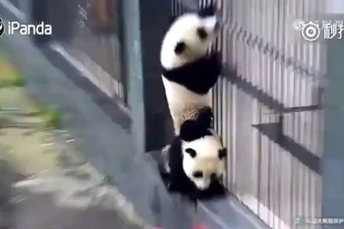 Màn hợp tác “vượt ngục” của gấu trúc