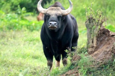 Hai con bò rừng nghi là bò tót xuất hiện ở khu rừng suối Bà Tiền