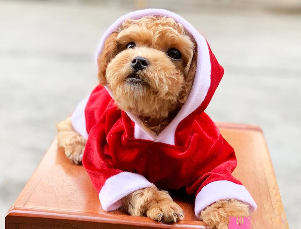 Chủ nhân rút hầu bao, chi đậm sắm đồ Noel cho thú cưng - 1 Chủ nhân rút hầu bao, chi đậm sắm đồ Noel cho thú cưng - 1
