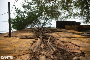 Khu tập thể xập xệ, cây xanh sống xuyên tường như "vách núi" ở Hà Nội