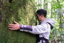 Những "cây thần linh" nghìn năm tuổi được đồng bào K'Ho Cil bảo vệ