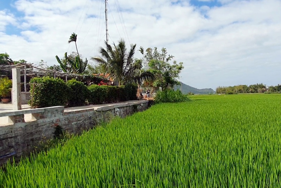 Phú Yên: Rộ tình trạng thu gom đất lúa ở vùng ven thành phố - 2 Phú Yên: Rộ tình trạng thu gom đất lúa ở vùng ven thành phố - 2