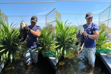 Ông bố đảm tự nuôi cá, trồng rau trĩu trịt trên sân thượng ở Sài Gòn