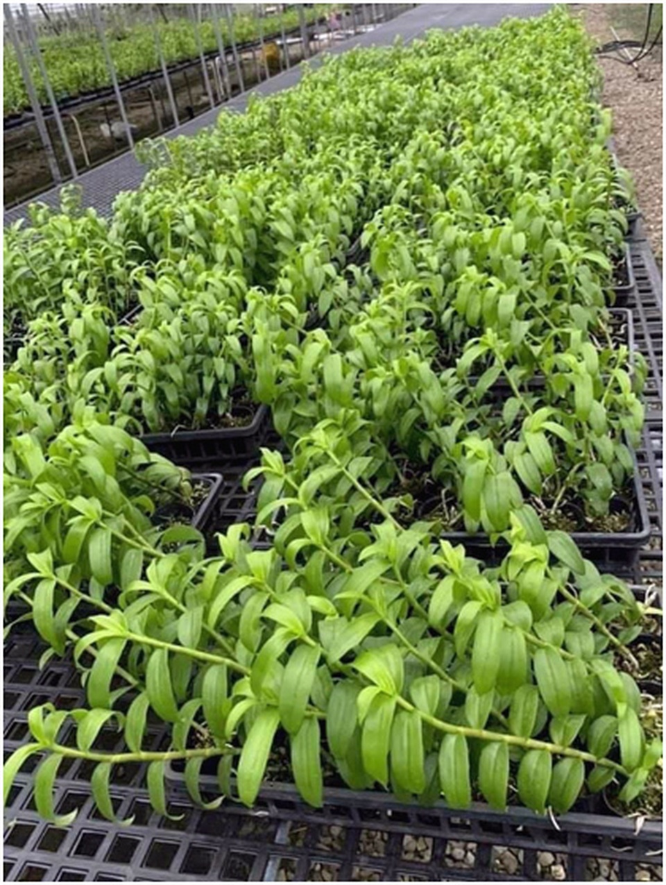 Dân chơi tiết lộ: 5 khác biệt giữa lan var Việt và lan cấy mô Đài Loan - 2 Dân chơi tiết lộ: 5 khác biệt giữa lan var Việt và lan cấy mô Đài Loan - 2